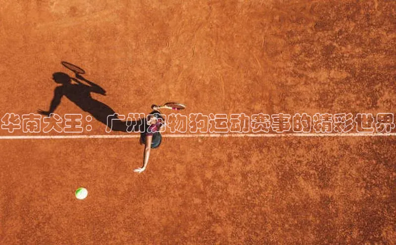 华南犬王：广州宠物狗运动赛事的精彩世界